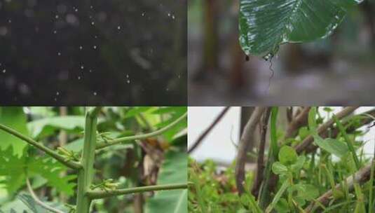 雨水滴落植物叶片合集高清在线视频素材下载