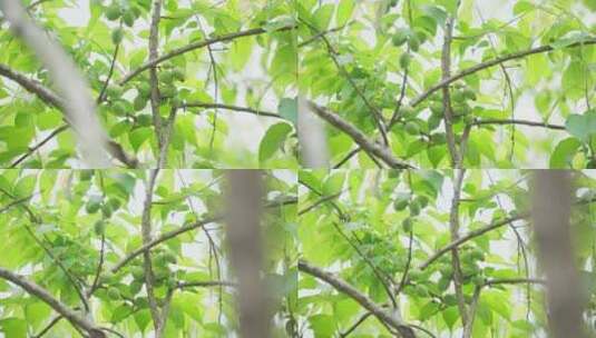 【4k】青梅果树果实树叶蓝天乡村振兴光影高清在线视频素材下载