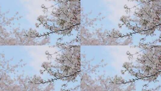 樱花空镜-天空背景-17高清在线视频素材下载