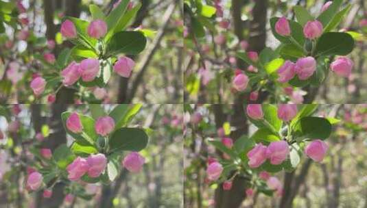 春天盛开的花朵微距镜头高清在线视频素材下载