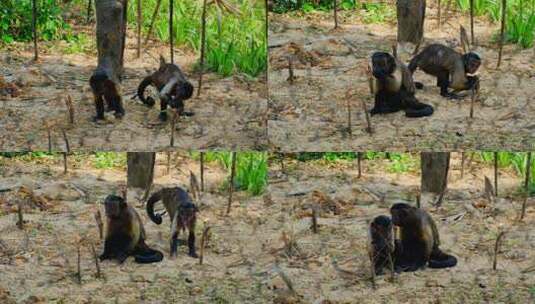 动物园猴子 黑帽悬猴 国字脸猴子高清在线视频素材下载