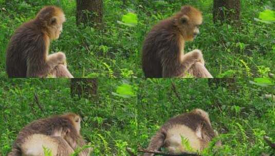 野生金丝猴高清在线视频素材下载