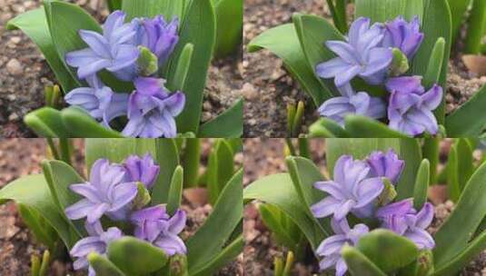 紫色风信子花朵高清在线视频素材下载