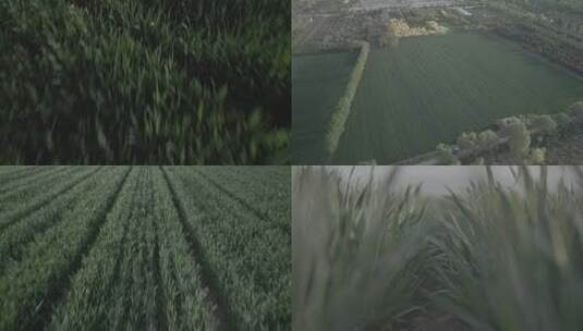 未调色麦田农场未成熟麦子退耕还林小麦麦穗高清在线视频素材下载