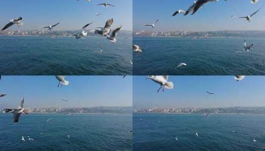 海上飞翔的海鸥高清在线视频素材下载