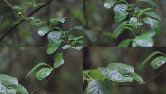 雨后的植物高清在线视频素材下载
