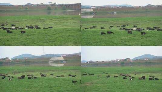 草原湿地上吃草的羊群高清在线视频素材下载