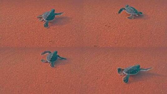 沙滩上快乐飞奔的海龟高清在线视频素材下载