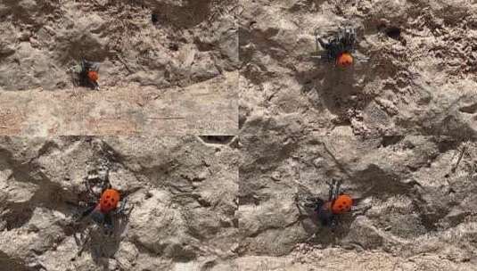 在陆地上爬行的花蜘蛛特写高清在线视频素材下载