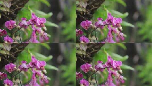 盛开的蝴蝶兰高清在线视频素材下载