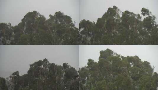 台风森林狂风暴雨风吹树林风吹雨打树木下雨高清在线视频素材下载