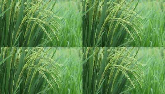 雨中的稻穗水稻特写雨露水珠田野高清在线视频素材下载