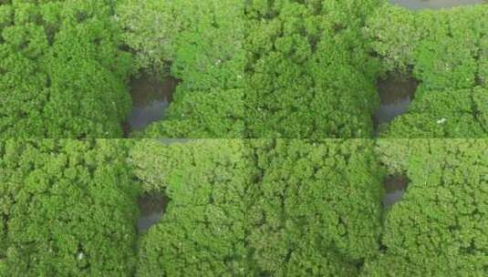 红树林湿地 海边红树林 候鸟 栖息地航拍高清在线视频素材下载