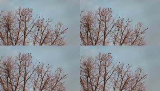 许多八哥小黑鸟在没有叶子的树上高清在线视频素材下载