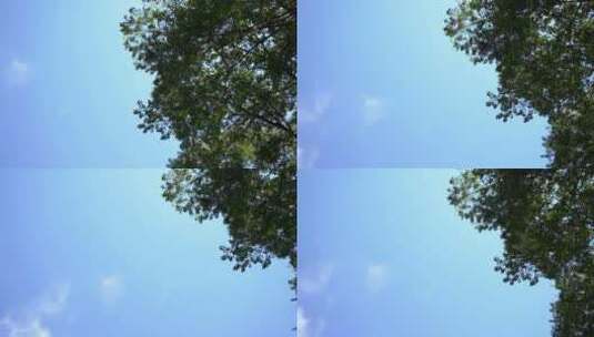 蓝天白云树荫绿叶大自然夏季风光高清在线视频素材下载