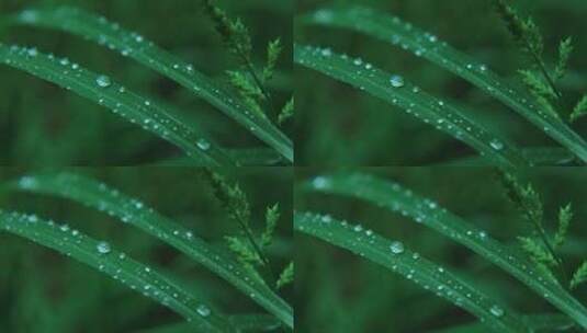 春雨自然雨水雨滴下雨水滴十二节气谷雨水分高清在线视频素材下载