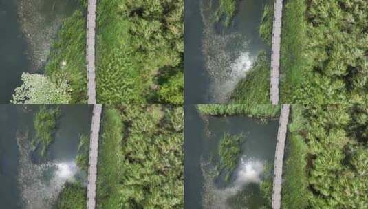 苏州太湖旅游区湖滨国家湿地公园木栈道高清在线视频素材下载