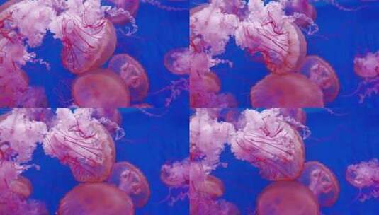 水母 海底世界高清在线视频素材下载