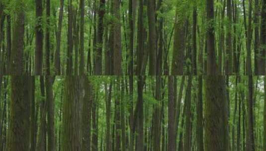 自然-树林-茂密-横移高清在线视频素材下载