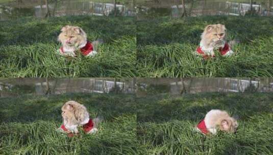 绿色草地上的猫 金吉拉高清在线视频素材下载