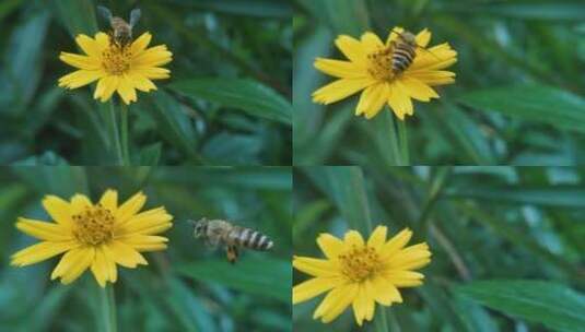 野外蜂采集花蜜近景拍摄视频素材高清在线视频素材下载