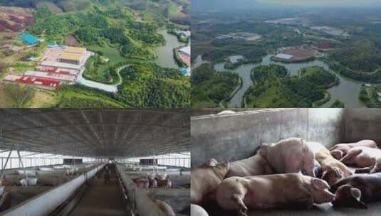 （原创）养猪场 生态养猪基地高清在线视频素材下载