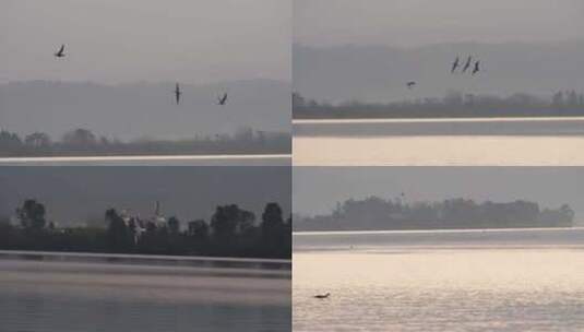 西昌邛海飞翔的海鸥慢动作高清在线视频素材下载