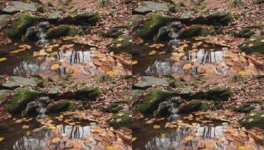 小溪边掉落的树叶高清在线视频素材下载