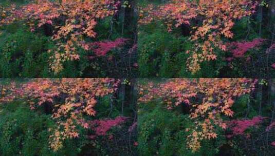 秋天唯美的枫树枫叶，秋色秋景的氛围感高清在线视频素材下载