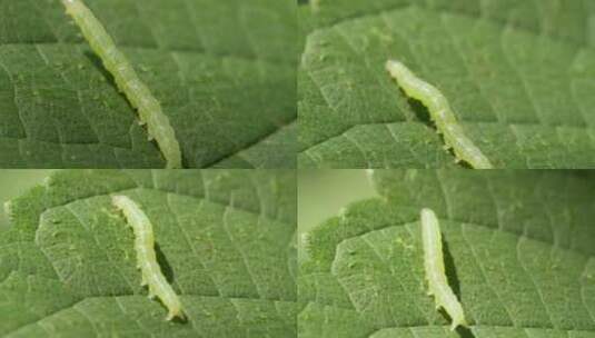 春天树叶上的毛毛虫蠕虫幼虫高清在线视频素材下载