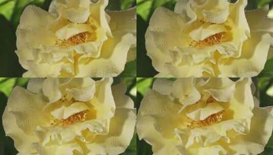 牡丹盛开 盛开的花朵高清在线视频素材下载