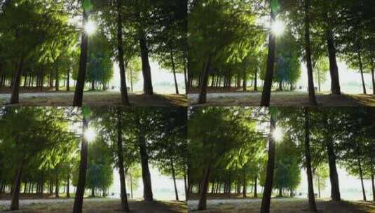 阳光穿过树林，森林的阳光光影和炫光高清在线视频素材下载