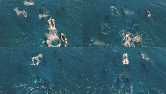 航拍在潜水区游泳的海豚高清在线视频素材下载
