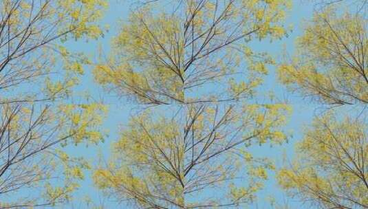 秋天风景秋色森林树木黄叶高清在线视频素材下载