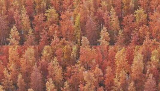 南昌鱼尾洲公园水杉的秋色高清在线视频素材下载