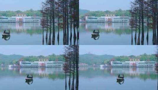 广州麓湖公园湖泊森林落羽杉自然风光高清在线视频素材下载