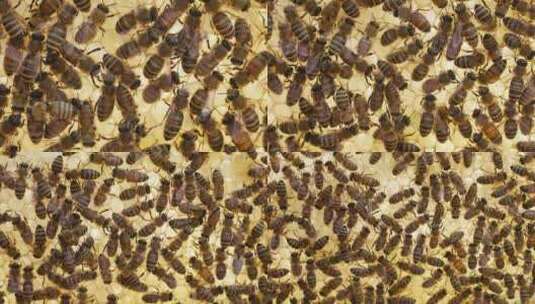 蜂蜡蜂巢上的蜜蜂特写可爱自然昆虫高清在线视频素材下载