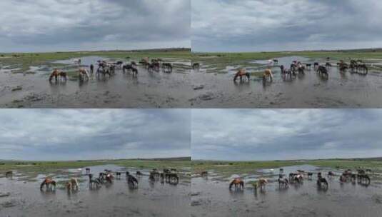 航拍呼伦贝尔秋天的草原马群319高清在线视频素材下载