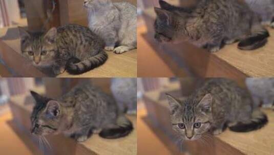 猫咖里的宠物猫高清在线视频素材下载