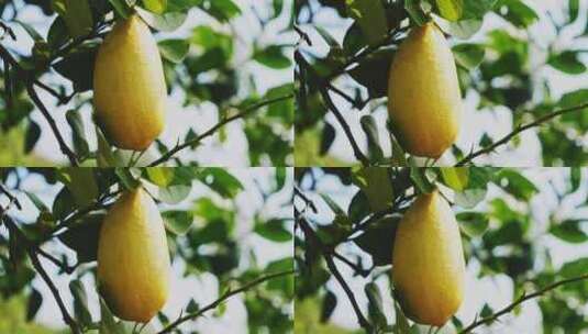 柠檬 香水柠檬种植高清在线视频素材下载