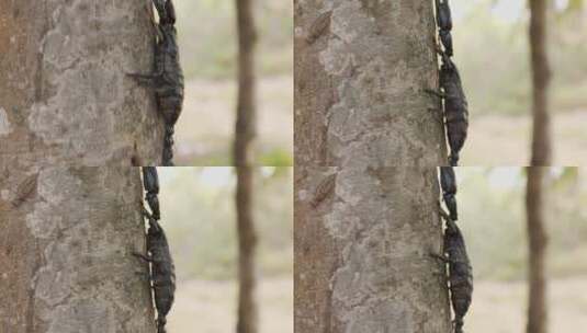 一只蝎子爬树的特写镜头高清在线视频素材下载