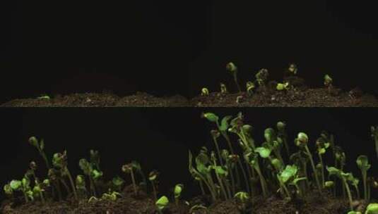 种子发芽  植物生长延时拍摄高清在线视频素材下载