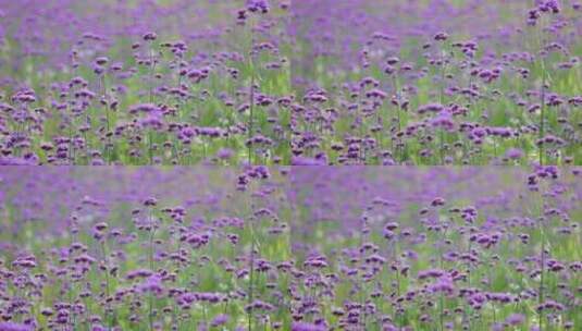 春天花园马鞭草遍地盛开高清在线视频素材下载