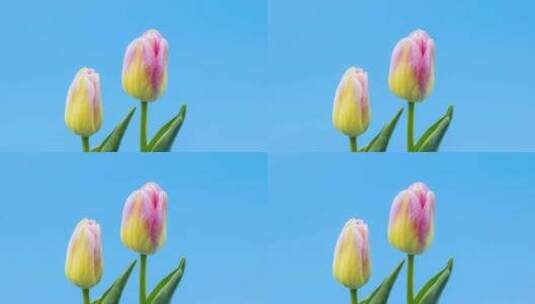 郁金香花朵高清在线视频素材下载