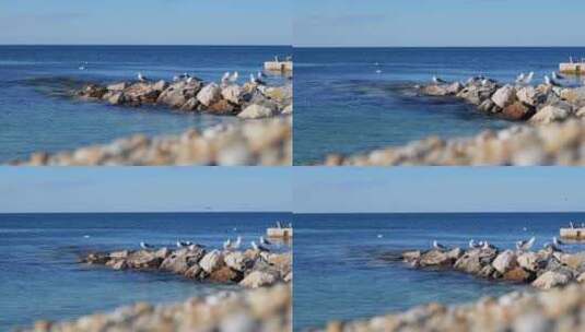 青岛海边海鸥特写高清在线视频素材下载