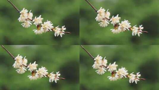 春天白色的樱花盛开实拍片段高清在线视频素材下载
