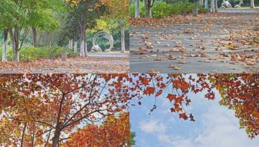【合集】秋天红叶落叶空镜高清在线视频素材下载