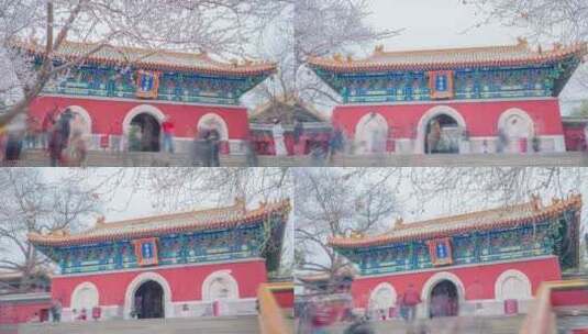 北京 北海公园 阐福寺 山桃花 移动延时高清在线视频素材下载
