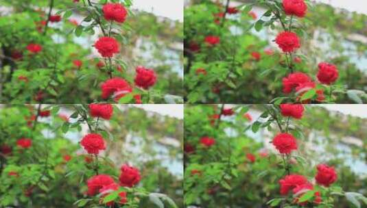 阳光下的鲜花月季玫瑰花高清在线视频素材下载