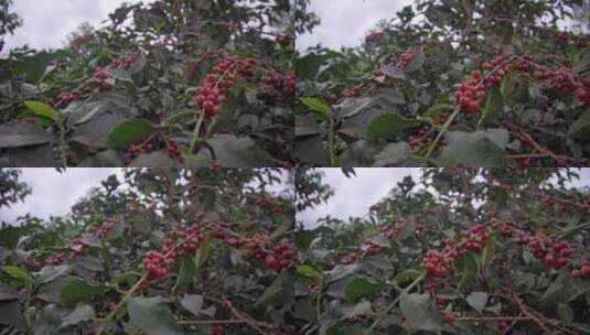 咖啡种植生产基地高清在线视频素材下载